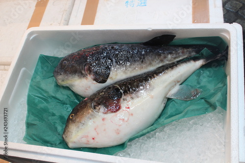 Obraz na plátně fugu fish on the Tokyo fish market