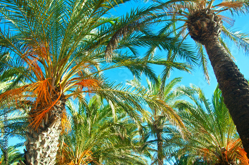 Palm trees with green and orange leaves and blue sky