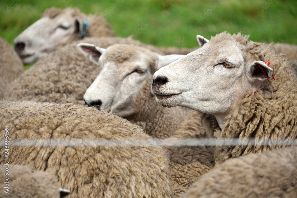 Obraz premium 草原の羊