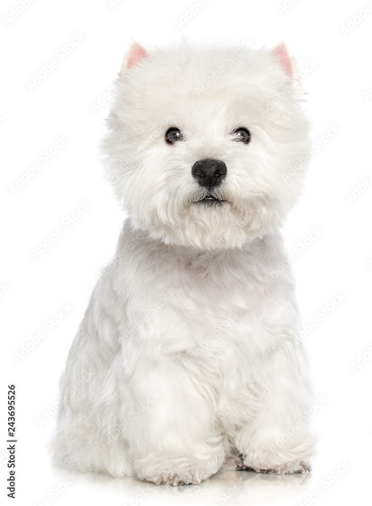 West highland white terrier Dog Isolated on White Background in studio West highland white terrier Dog Isolated on White Background in studio