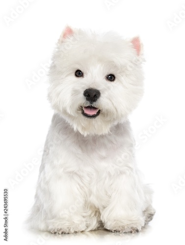 West highland white terrier Dog Isolated on White Background in studio