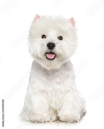 West highland white terrier Dog Isolated on White Background in studio
