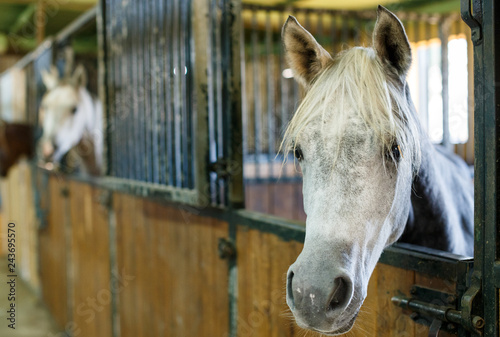 Fototapeta Naklejka Na Ścianę i Meble -  Close up of  horses  at stable
