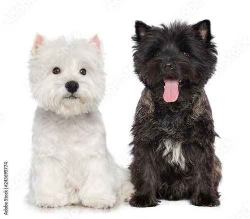 Photography West highland white terrier and Cairn terrier Dog  Isolated  on white Background