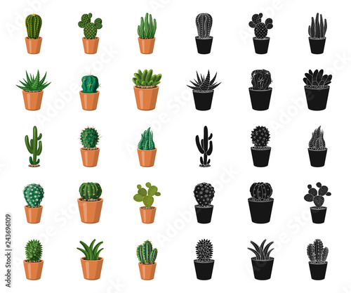 Vector design of cactus and pot icon. Collection of cactus and cacti vector icon for stock.