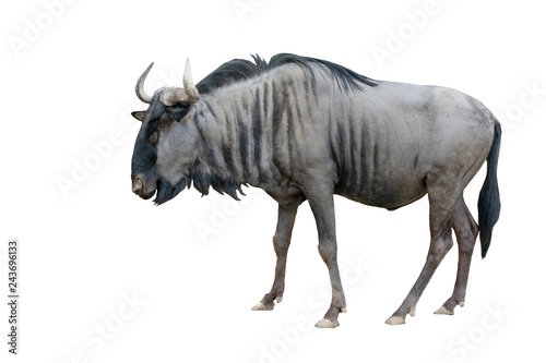 wildebeest isolated on white background photo
