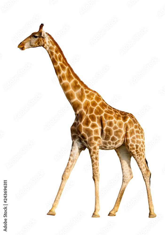 Giraffe isolated on white background