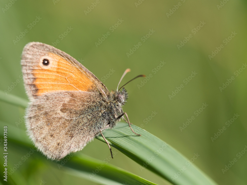 The small heath ( Coenonympha pamphilus ) butterfly sitting on a green blade of grass The small heath ( Coenonympha pamphilus ) butterfly sitting on a green blade of grass