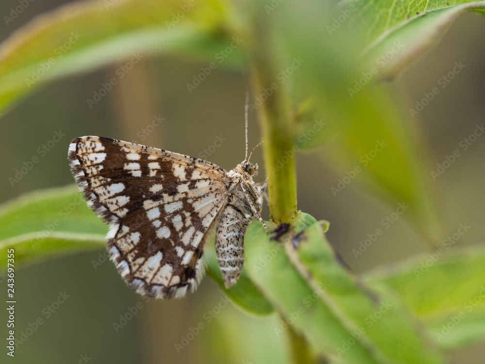 Latticed heath ( Chiasmia clathrata ) female moth sitting on a plant Latticed heath ( Chiasmia clathrata ) female moth sitting on a plant