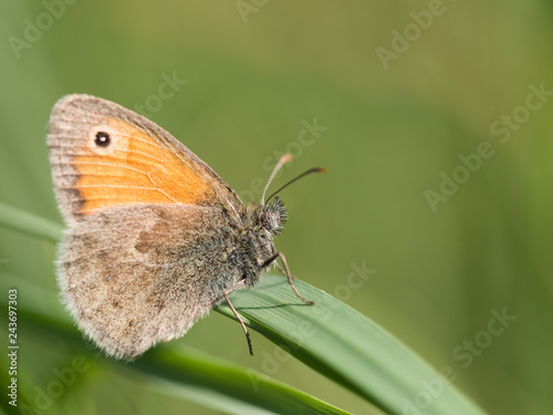 The small heath ( Coenonympha pamphilus ) butterfly sitting on a green blade of grass © sleepyhobbit