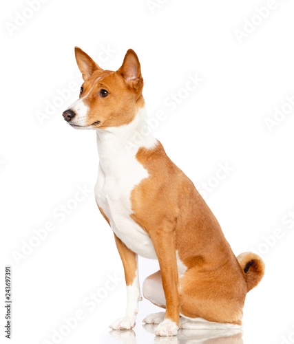 Basenji Dog on Isolated White Background in studio