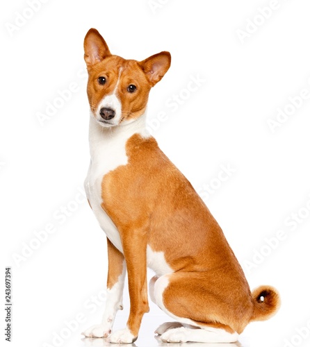 Fototapeta Naklejka Na Ścianę i Meble -  Basenji Dog on Isolated White Background in studio