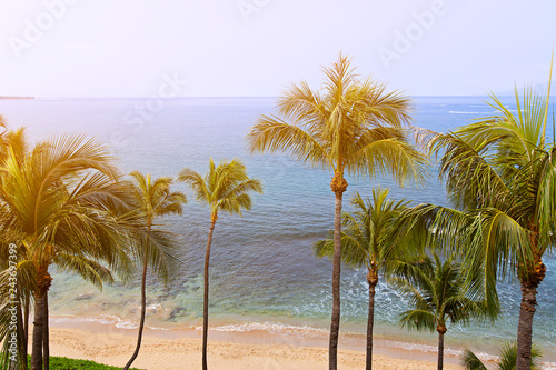 palms and ocean