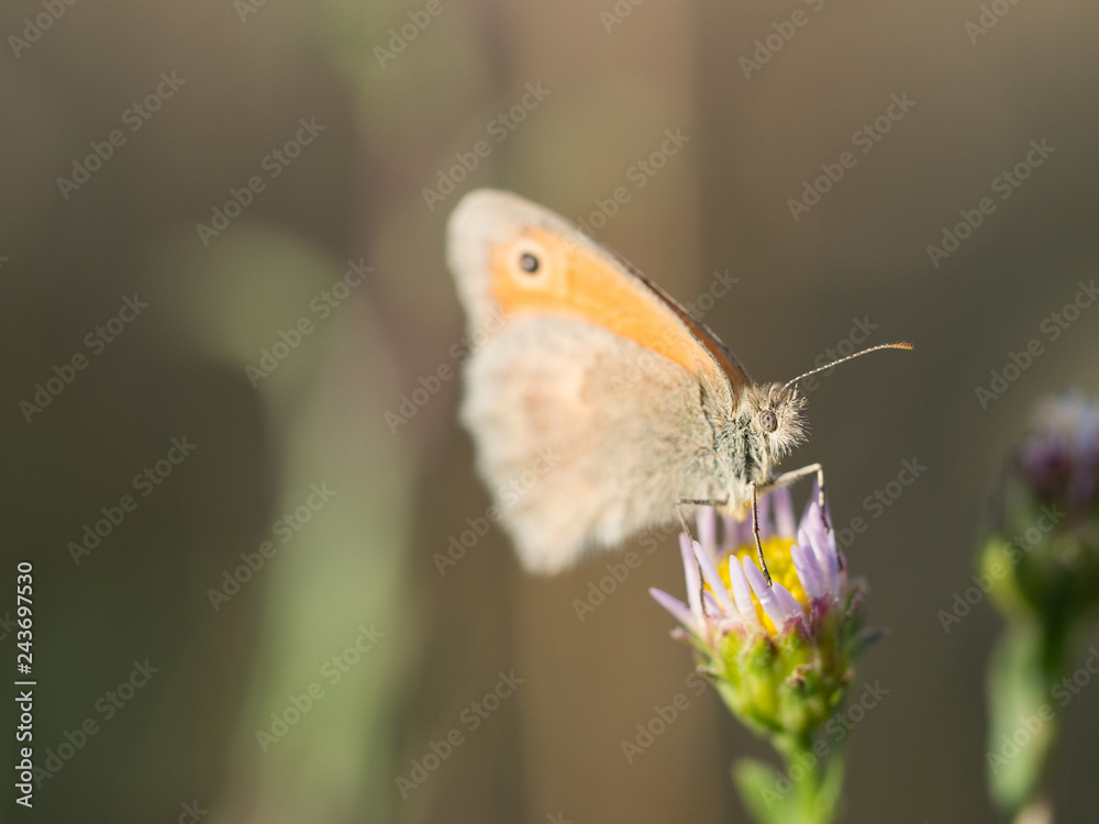 The small heath ( Coenonympha pamphilus ) butterfly sitting on a blooming flower The small heath ( Coenonympha pamphilus ) butterfly sitting on a blooming flower