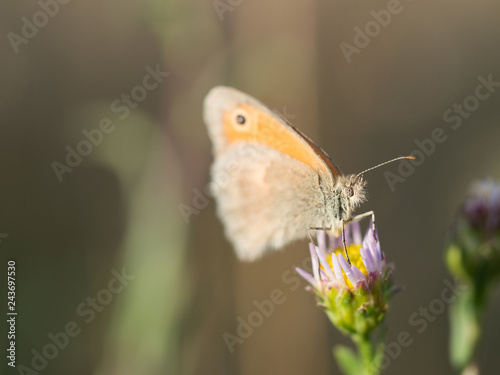 The small heath ( Coenonympha pamphilus ) butterfly sitting on a blooming flower