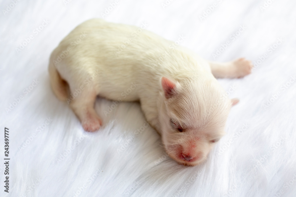 Close-up of a Newborn maltese puppy. maltese dog. Beautiful dog color white. 4 day old. Puppy on Furry white carpets. baby dog on Furry carpet. Selective focus.