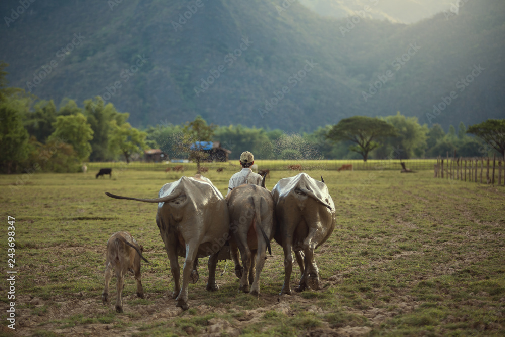 The farmer and buffaloes go home together life in rural of Laos.