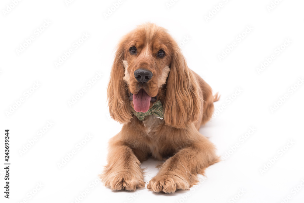 Cocker Spaniel Photoshoot 