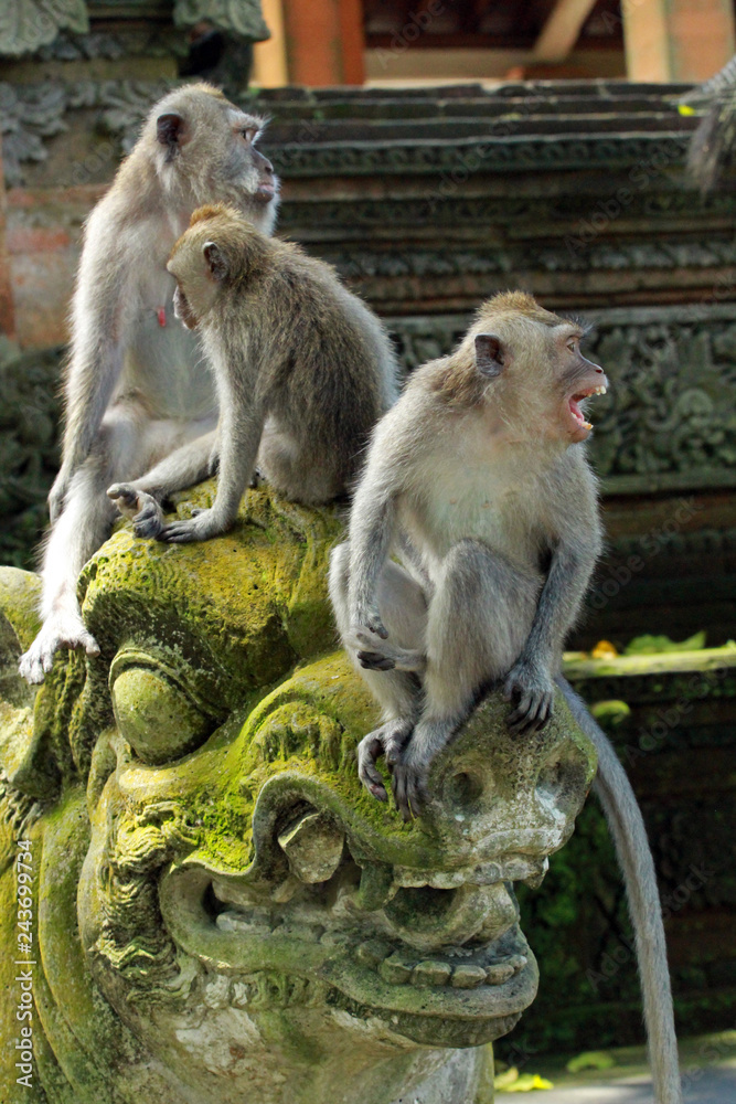 Monkeys in Ubud Monkey Forest, Mandala Suci Wenara Wana, Ubud, Bali, Indonesia