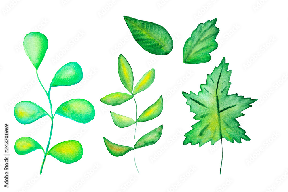 Watercolor hand drawn green leaves Watercolor hand drawn green leaves
