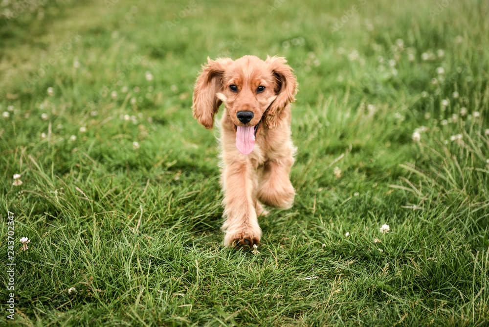 3 Month Old Puppy Walk