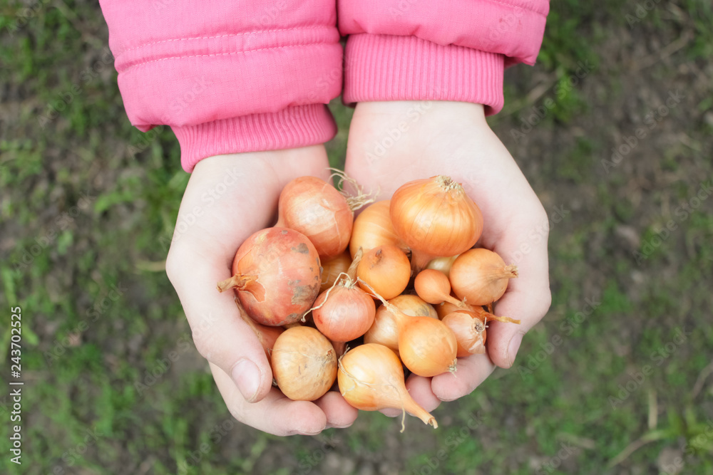 onion for landing