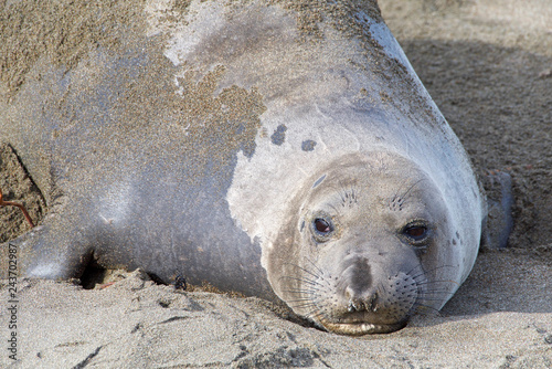Close up portrait of one female elephant seal hauled out on the beach, looking at viewer.