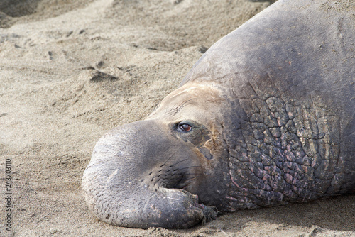 Close up portrait of a male elephant seal hauled out on a beach.