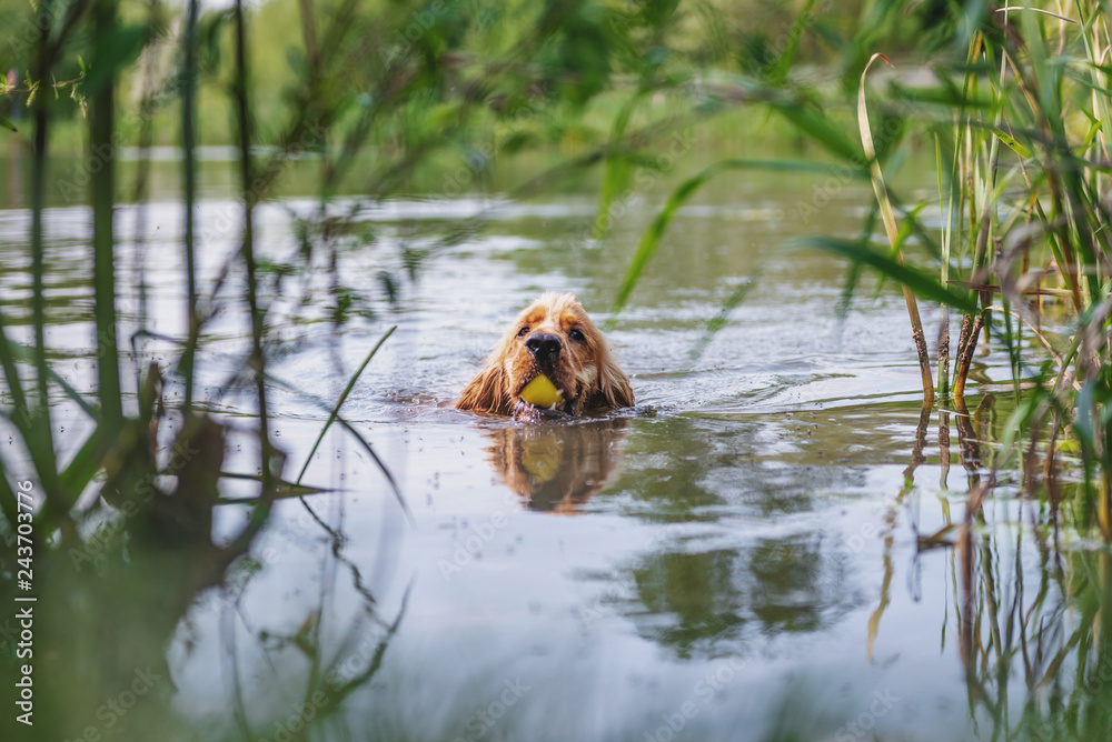 Cocker Spaniel Swimming Cocker Spaniel Swimming