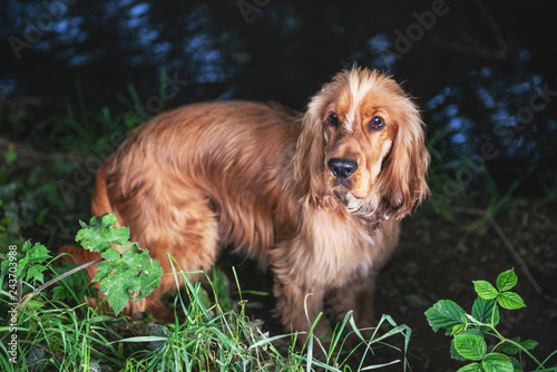 Cocker Spaniel Summer Walk