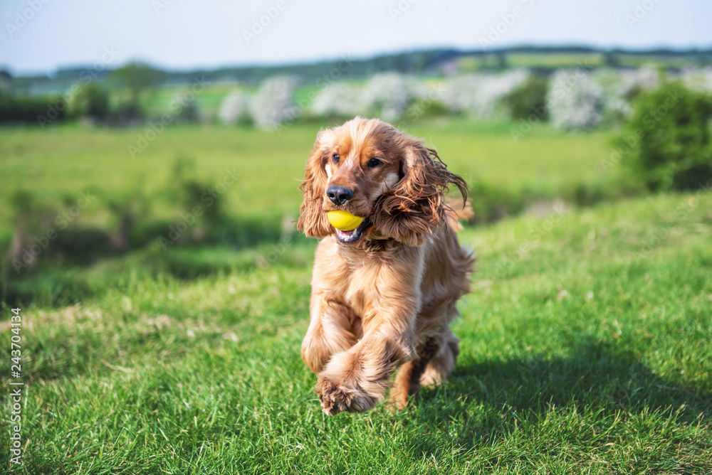 Fototapeta premium Cocker Spaniel Summer Walk