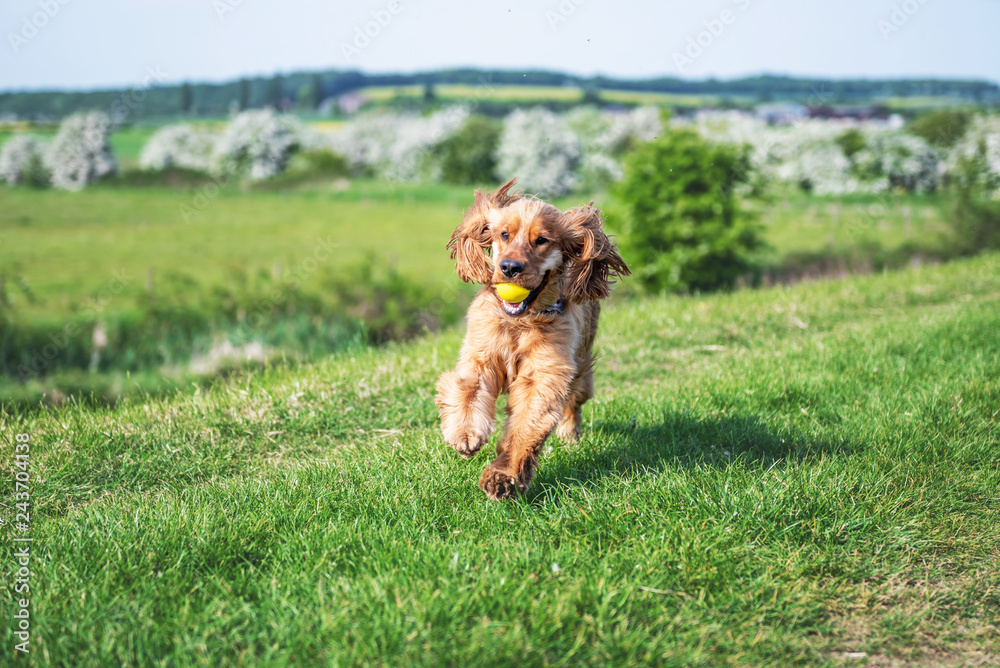 Fototapeta premium Cocker Spaniel Summer Walk