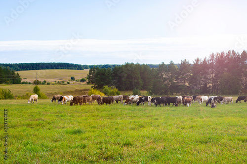 A herd of cows graze on the field - agricultural background.