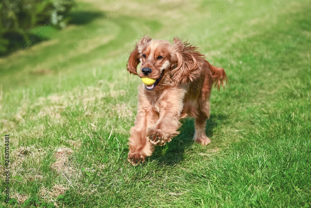 Cocker Spaniel Summer Walk Cocker Spaniel Summer Walk