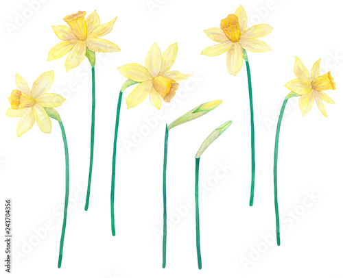 Daffodils or narcissus. Yellow flowers. Watercolor hand drawn illustration. Isolated on white background.