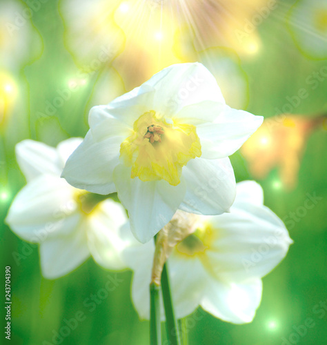 Fototapeta Naklejka Na Ścianę i Meble -  Grußkarte - Frühlingsblumen - Osterglocken im Garten