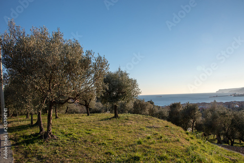 panorama Ligure con ulivi presso Albisola , Savona photo