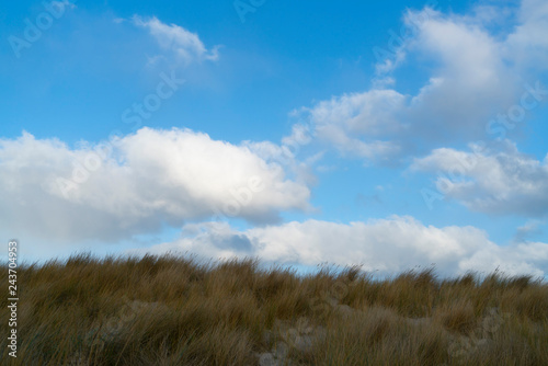 Dünengras vor blauem Himmel mit Cumulus Wolken