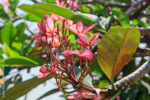 Neautiful pink frangipani flowers on the bush