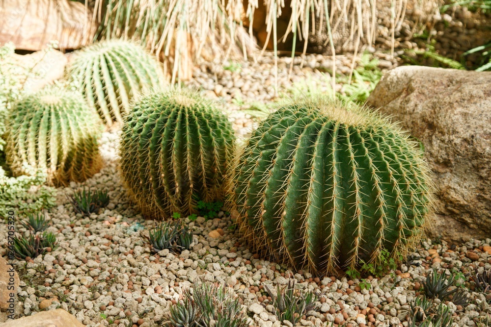cactus garden cactus garden