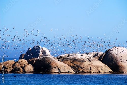 Flock of birds flying over rocks in the ocean, Paternoster, Western Cape, South Africa photo