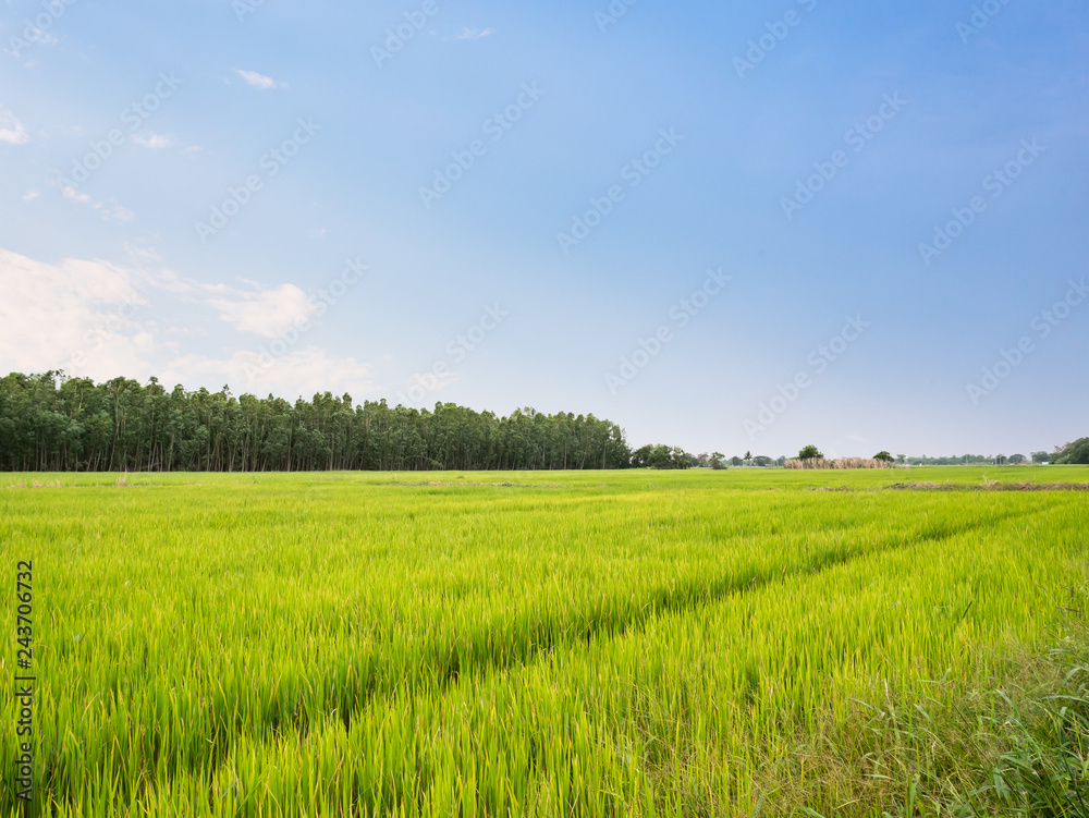 Rice field green rice stalks swaying in the wind blue sky cloud cloudy landscape background