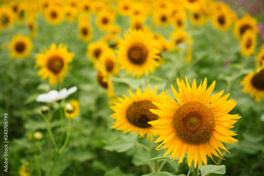 夏の香り