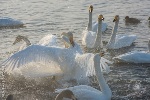Fighting white whooping swans swimming in the nonfreezing winter lake. The place of wintering of swans, Altay, Siberia, Russia.
