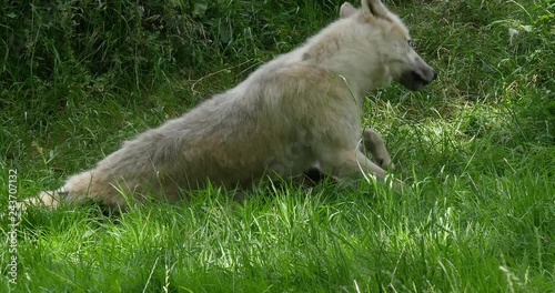 Arctic Wolf, canis lupus tundrarum, Mother and Cub, Real Time 4K photo
