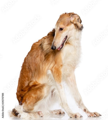 Russian borzoi, Russian hound greyhound Dog Isolated on White Background in studio