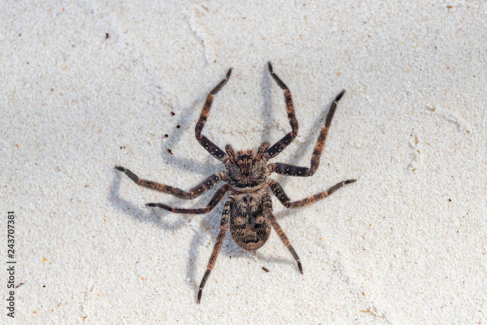 A very large huntsman spider over a white sand floor. This family of spiders is widespread over tropical and temperate zones of the world.