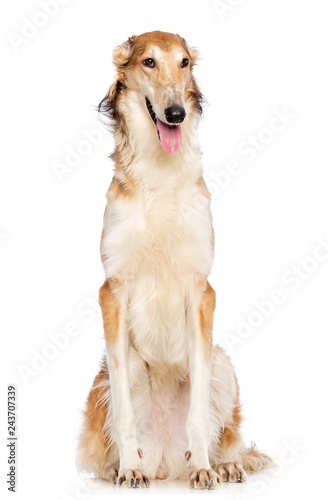 Fototapeta Naklejka Na Ścianę i Meble -  Russian borzoi, Russian hound greyhound Dog Isolated on White Background in studio