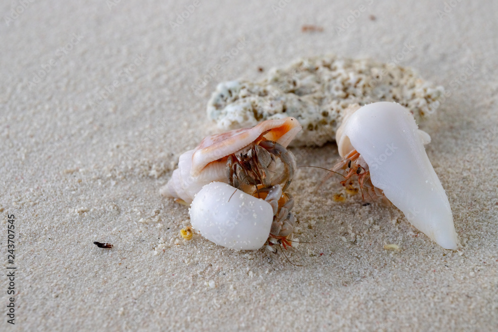 Hermit crab in a tropical beach. This tiny and beautiful creatures live inside abandoned snail shells and feed on organic materia left by the waves.