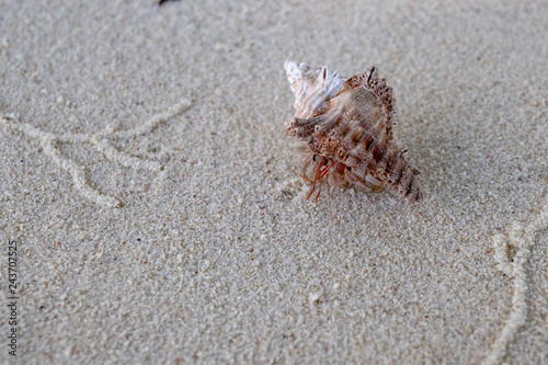 Hermit crab in a tropical beach. This tiny and beautiful creatures live inside abandoned snail shells and feed on organic materia left by the waves.